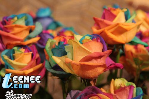 Rainbow Roses*0*
