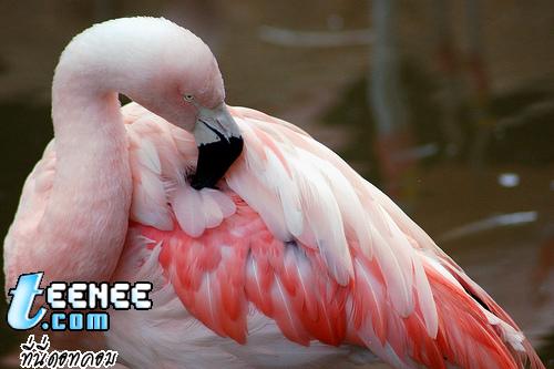 Flamingos*o*