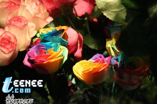 Rainbow Roses*0*