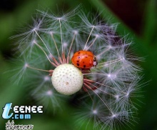 Lady Bugs แสนน่ารักจ้า :)