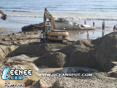 Dead Blue Whale: Whale Carcass on Beach in California: September 15, 2007 