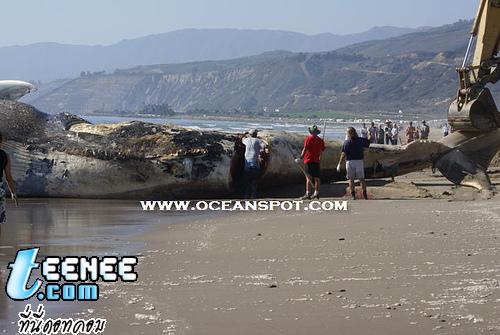 Dead Blue Whale: Whale Carcass on Beach in California: September 15, 2007 