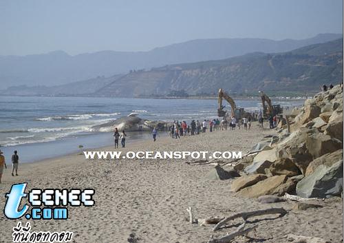 Dead Blue Whale: Whale Carcass on Beach in California: September 15, 2007 