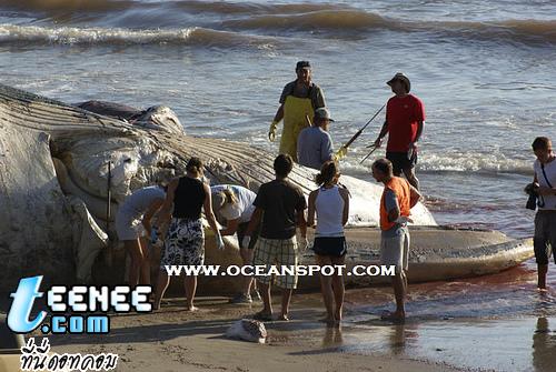 Dead Blue Whale: Whale Carcass on Beach in California: September 15, 2007 