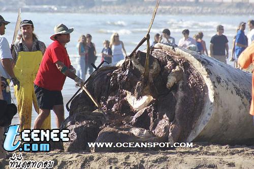 Dead Blue Whale: Whale Carcass on Beach in California: September 15, 2007 