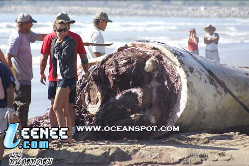 Dead Blue Whale: Whale Carcass on Beach in California: September 15, 2007 
