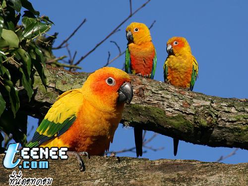 Colourful Parrots*o*