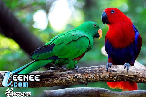 Colourful Parrots*o*