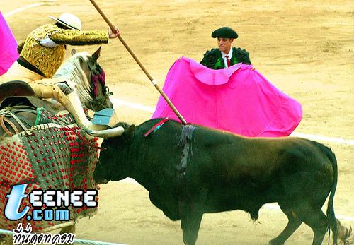 Bullfighting (น่าสงสารมันอ่ะ)