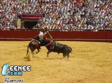 Bullfighting (น่าสงสารมันอ่ะ)