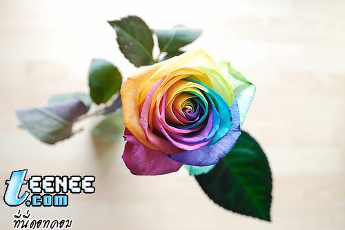 Rainbow Roses*0*