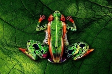 สุดยอด Body Paint! เนียนยิ่งกว่าเนียน