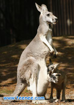 Twin kangaroo joeys with their mother