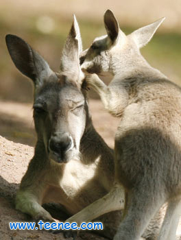 Twin kangaroo joeys with their mother