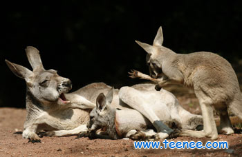 Twin kangaroo joeys with their mother