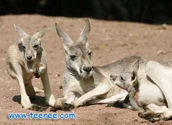 Twin kangaroo joeys with their mother