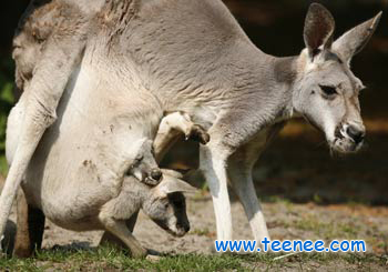 Twin kangaroo joeys with their mother