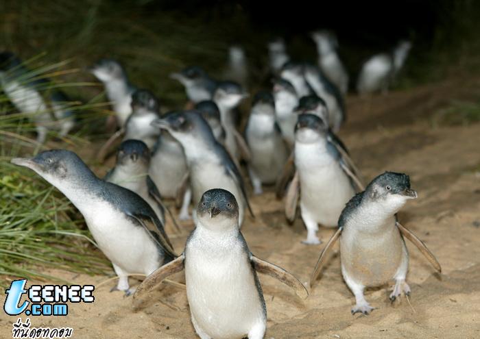 แพนกวินน่ารัก
