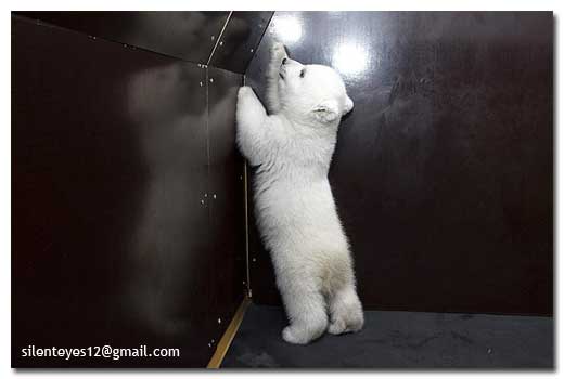 Cute Polar Bear Cub