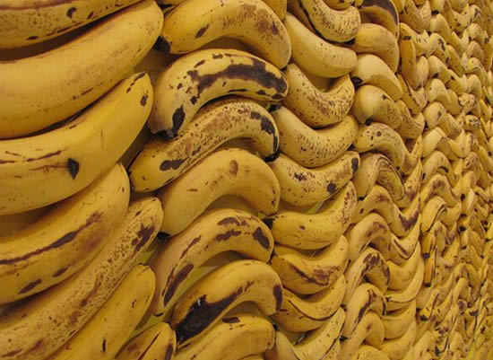 กำแพง...ทำจากกล้วย 7,200 ลูก