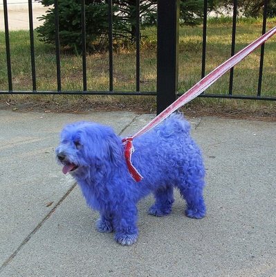 Colorful Dogs..!!