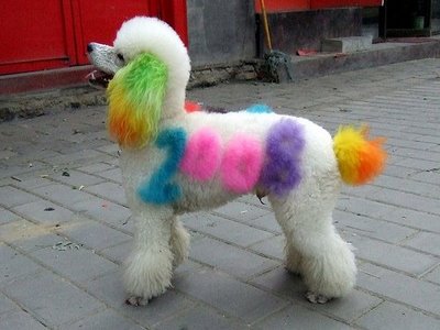 Colorful Dogs..!!