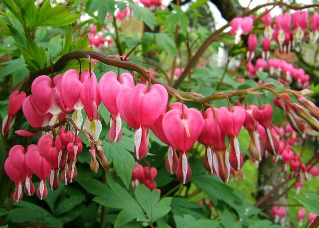 Bleeding Heart