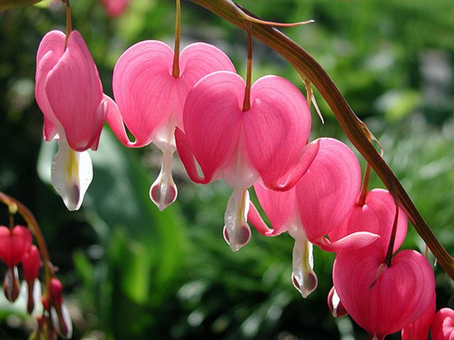 Bleeding Heart