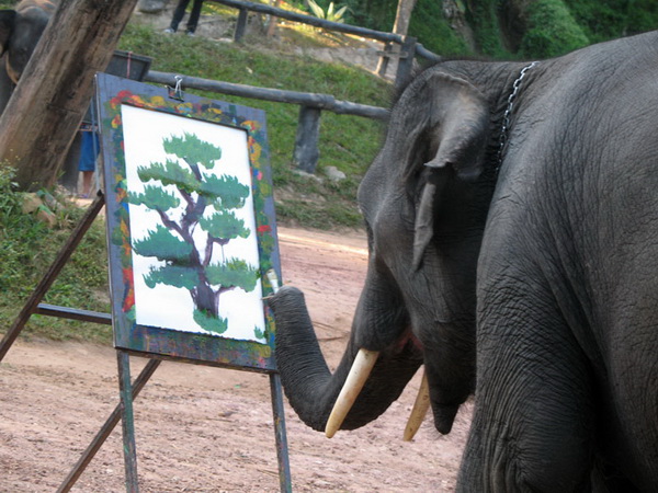 ~~~~: Amazing Elephant ~~~~