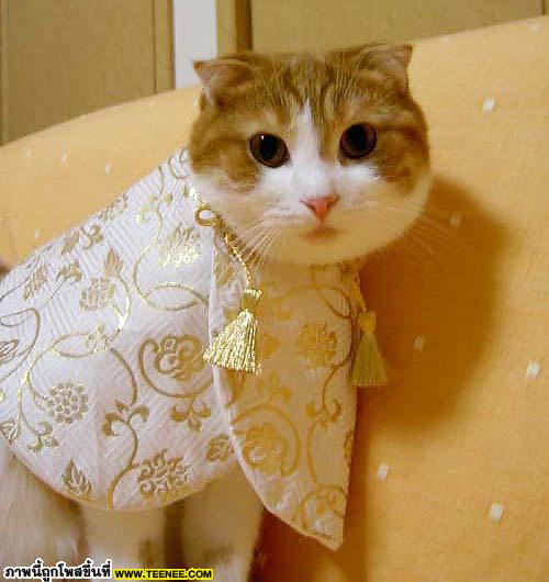 Tokyo Cat Fashion 
