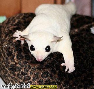 Sugar-Glider 1