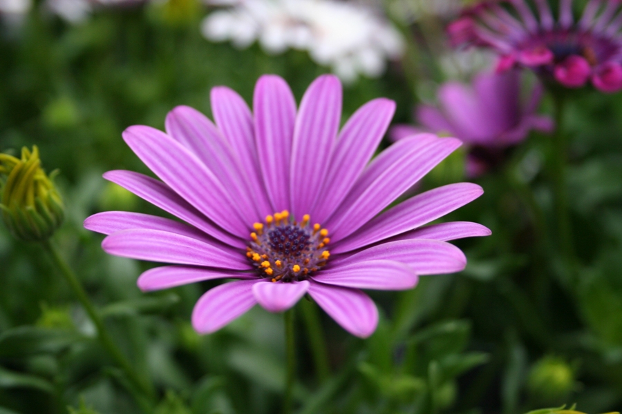 ♥★ Blooming Purple Flowers ★♥