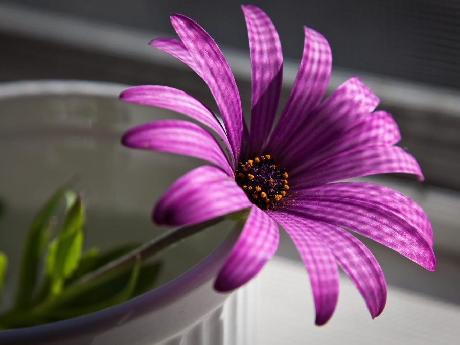 ♥★ Blooming Purple Flowers ★♥