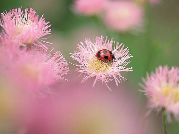 ♥★ Ladybug Life ★♥