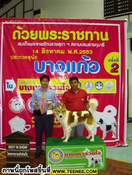 เมืองทอง Muang-Thong   Reserve Best Junior Inshow