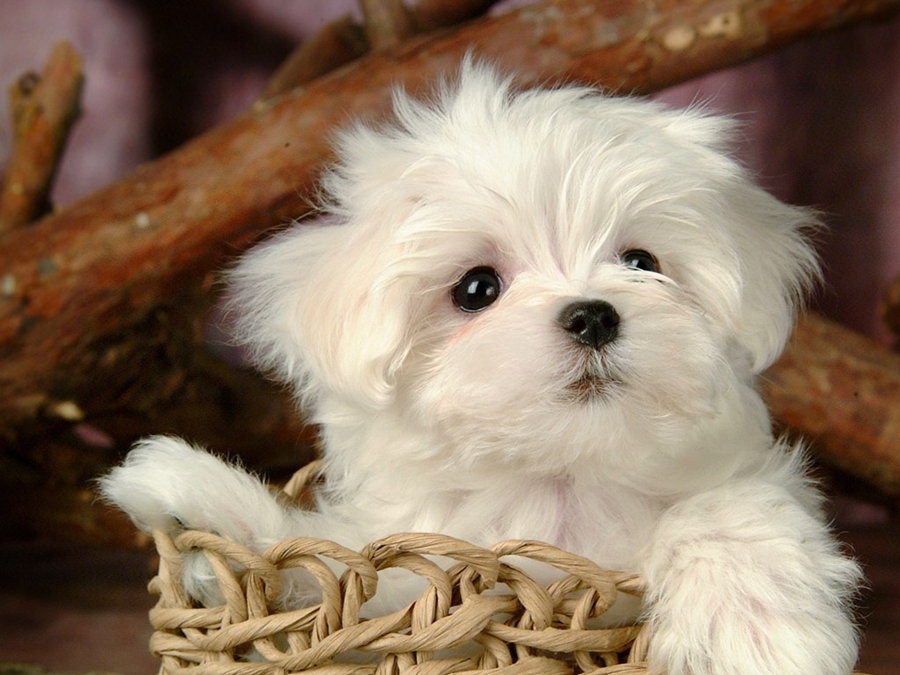 ♥★ Lovely Little White Fluffy Puppy ★♥