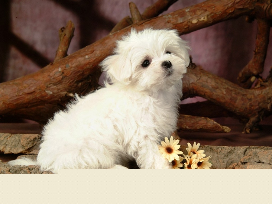 ♥★ Lovely Little White Fluffy Puppy ★♥