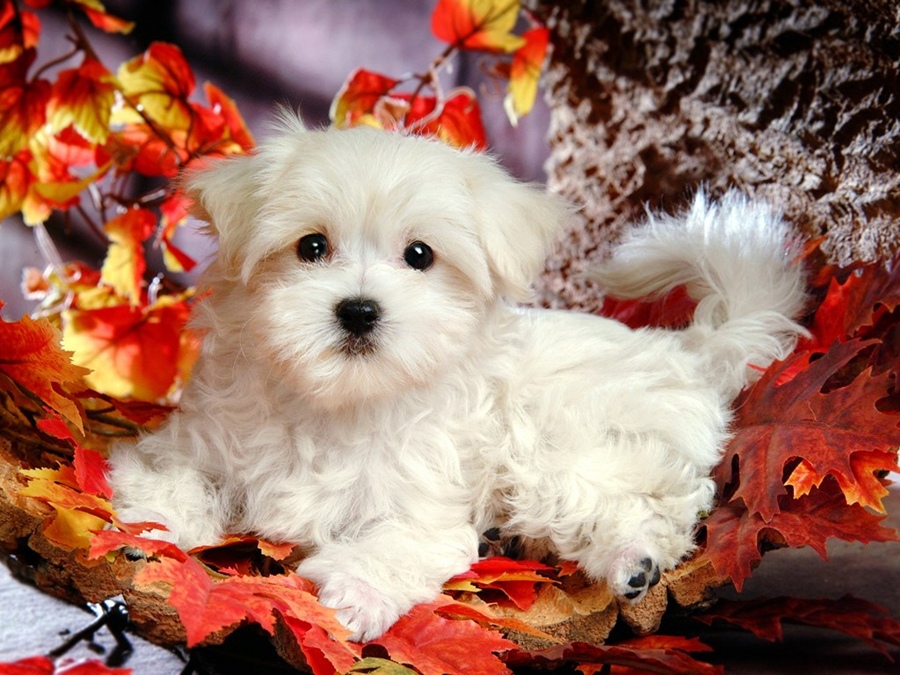 ♥★ Lovely Little White Fluffy Puppy ★♥