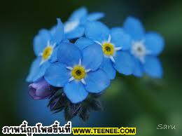 Forget me not