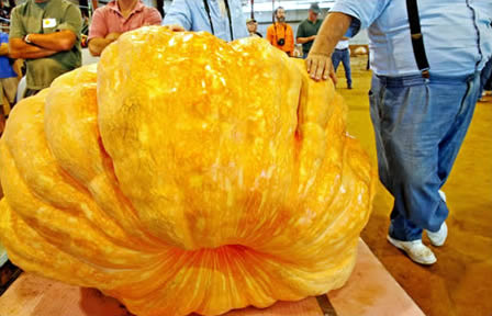 World’s Largest Pumpkin (1689 Lbs or 766 Kg)
