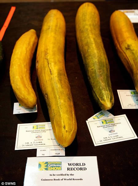 World’s Longest Cucumber (36.1 in or 0.9 mts)