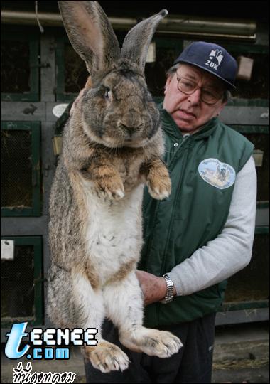 กระต่ายหรือบิ๊กฟุตนะ
