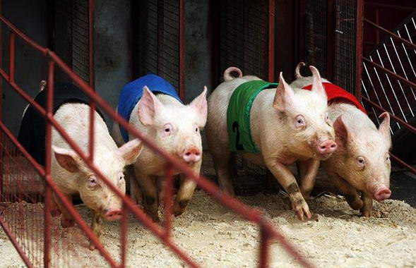 Pig show in Melbourne, Australia 