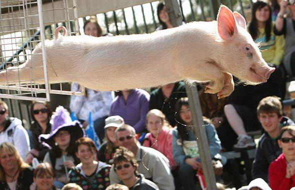 Pig show in Melbourne, Australia 