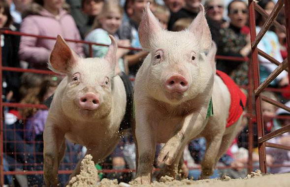 Pig show in Melbourne, Australia 