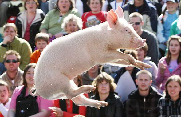 Pig show in Melbourne, Australia 