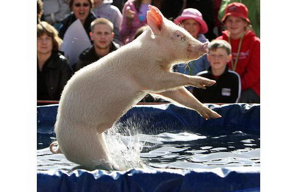 Pig show in Melbourne, Australia 