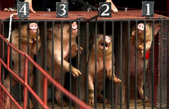 Pig show in Melbourne, Australia 