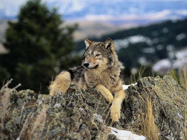 Beautiful Wolf...