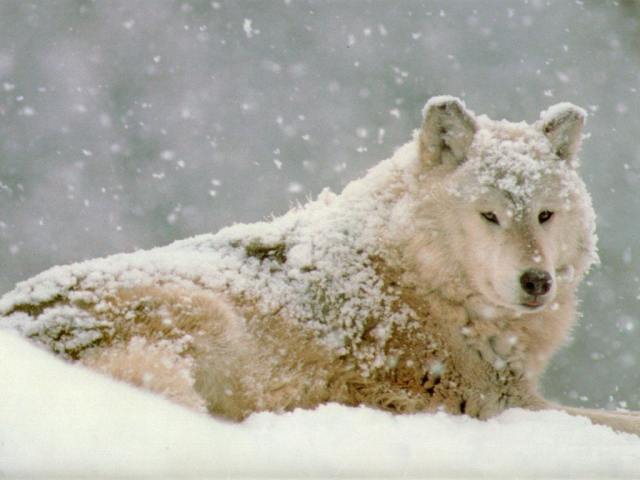 Beautiful Wolf...